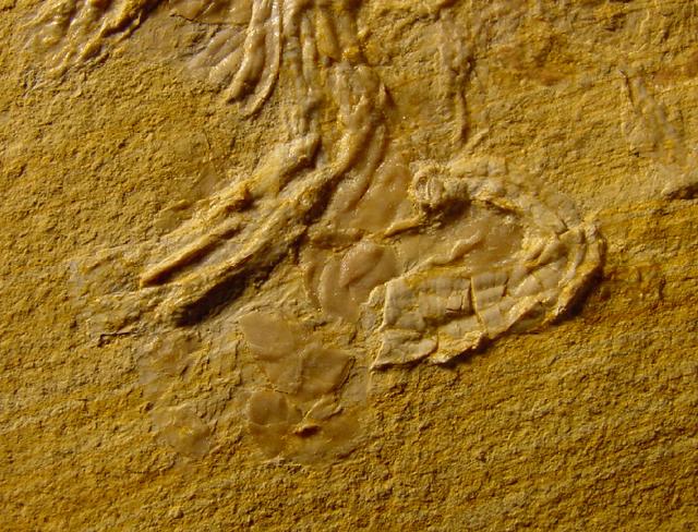 Physodoceras sp. HYATT 1900 mit Epkie (Serpeln, Cirripediern) - Bild © FossNet FossilienStore